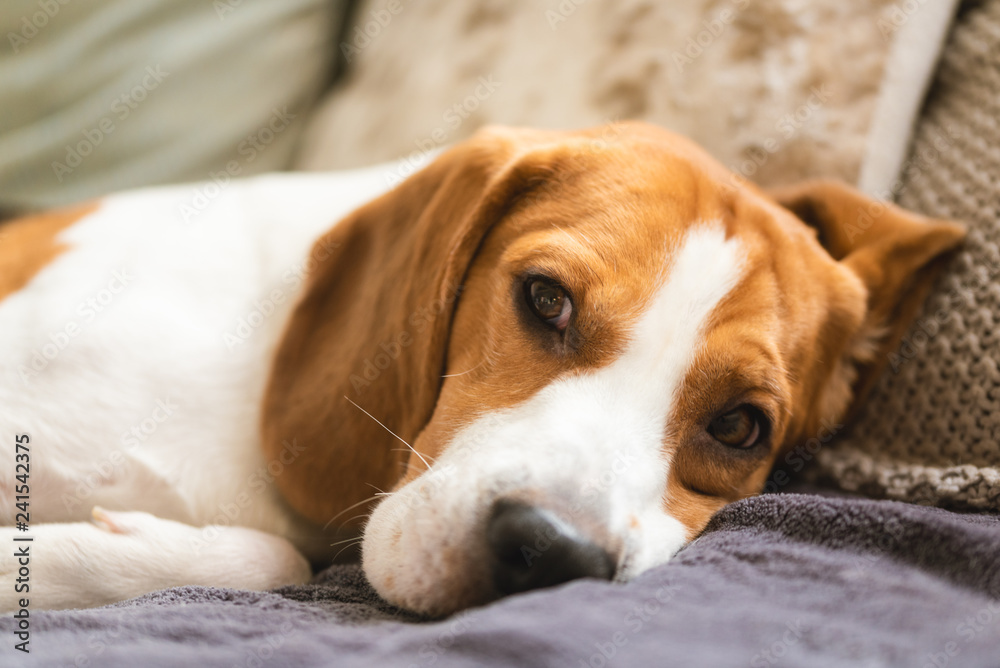 Beagle dog tired sleeps on a cozy sofa, couch
