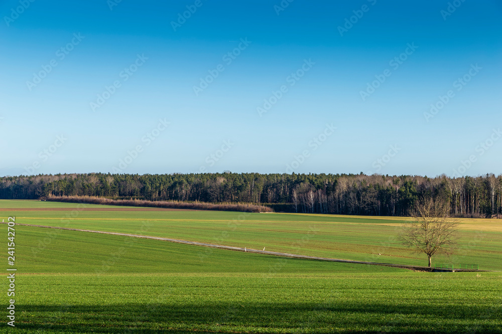Green field. Warm, snowless winter in the Czech Republic