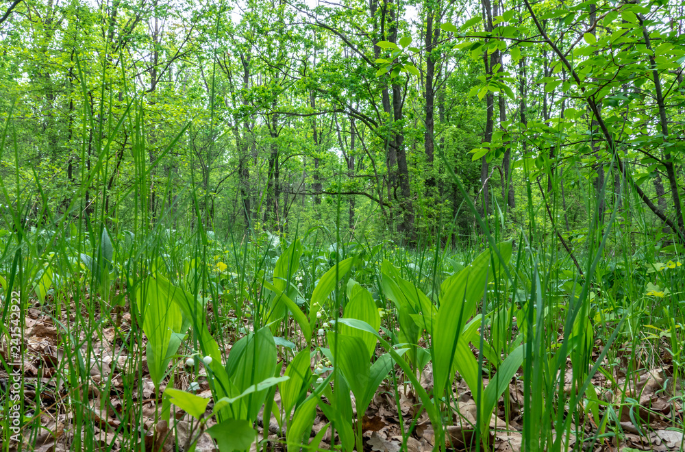 Fototapeta premium Early spring, young grass making its way through the old foliage in the forest