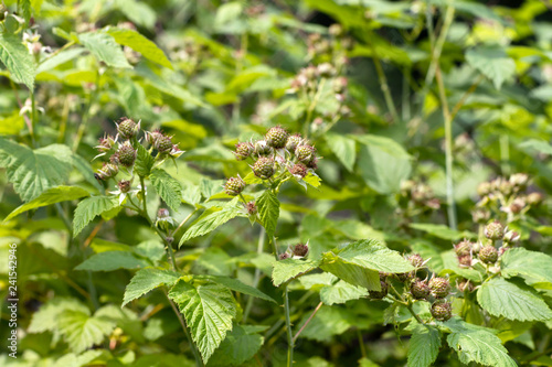 Unripe blackberry grows in summer garden. Fruit background.