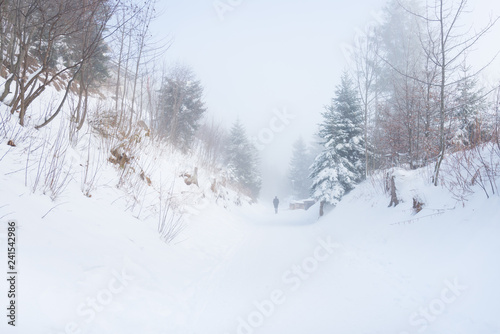 Walk in the winter foggy forest. © patma145