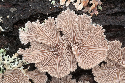 Gillies, Split Gills or Split gill, Schizophyllum commune, is an important medicinal mushroom with antiviral properties photo