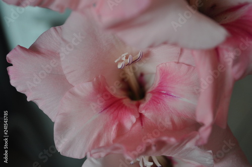 Gentle pink gladiolus, macro photo