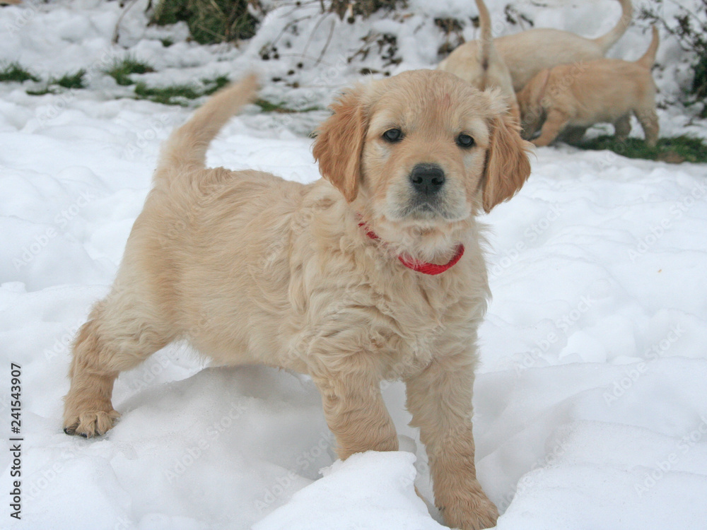 golden retriever puppy in the snow, portrait