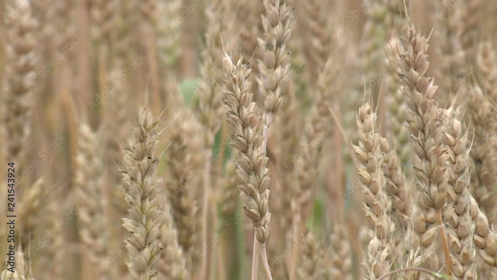 Harvest of ripe wheat by a sunny day, grain-growing, plants, meal, bread, barley, sky, stems of plant, farm, growing Harvest of ripe wheat by a sunny day, grain-growing, plants, meal, bread, barley, sky, stems of plant, farm, growing