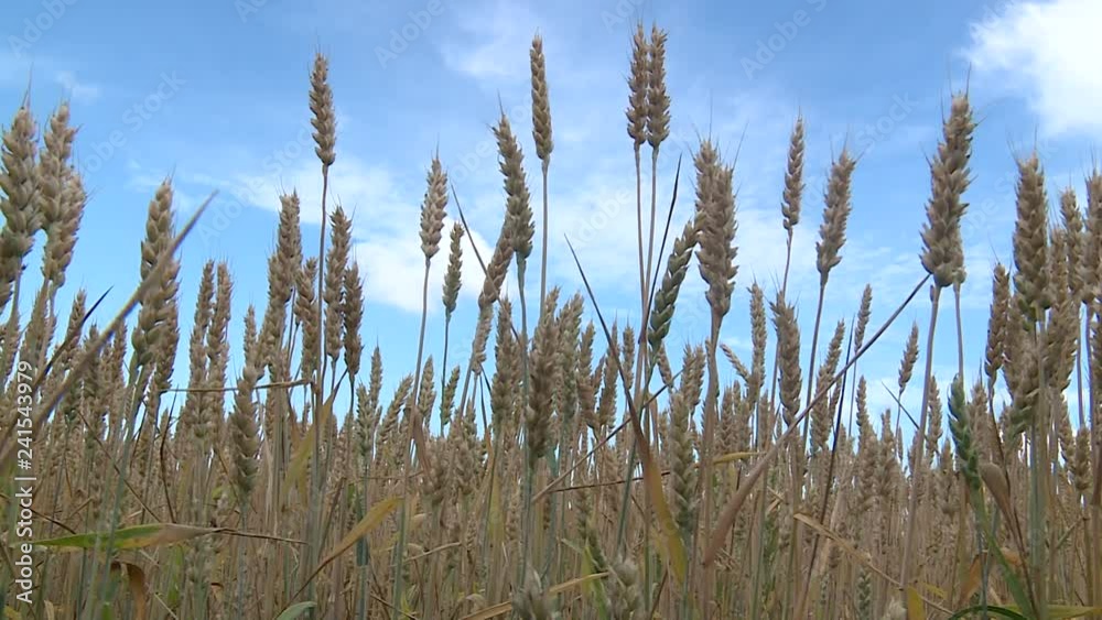 Harvest of ripe wheat by a sunny day, grain-growing, plants, meal, bread, barley, sky, stems of plant, farm, growing