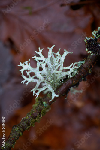 Evernia prunastri, also known as oakmoss, a beautiful lichen used widely in perfume industry as a fixative photo