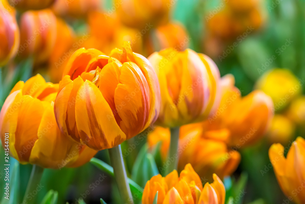 Obraz premium Tulip yellow orange background.
