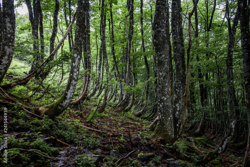 Obraz premium trees in the forest