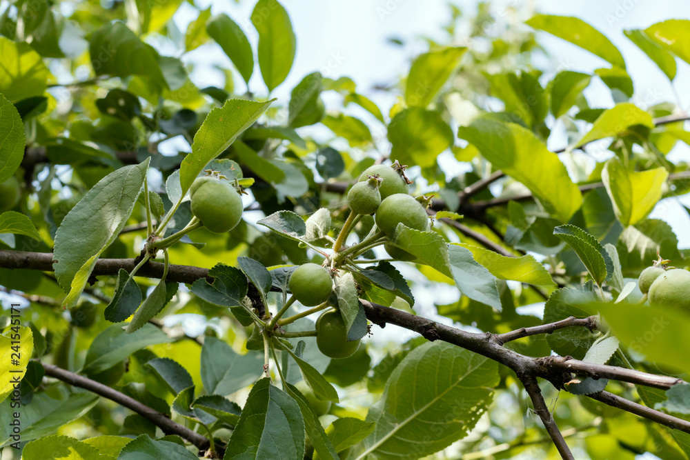 Unripe green fruits on apple tree in garden in summer. Concept of vegetarianism, health, longevity.