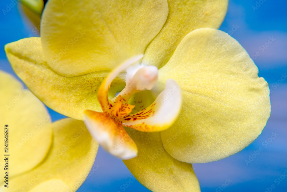 A branch of yellow orchids on a blue wooden background A branch of yellow orchids on a blue wooden background
