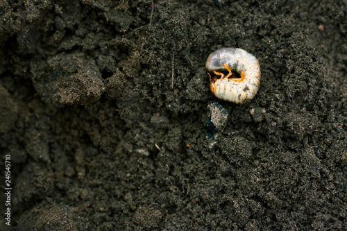 Larva. Vile disgusting maggot. Image of grub worms. Beetle larvae. Nasty insect. Pest root. Sickening animal. photo