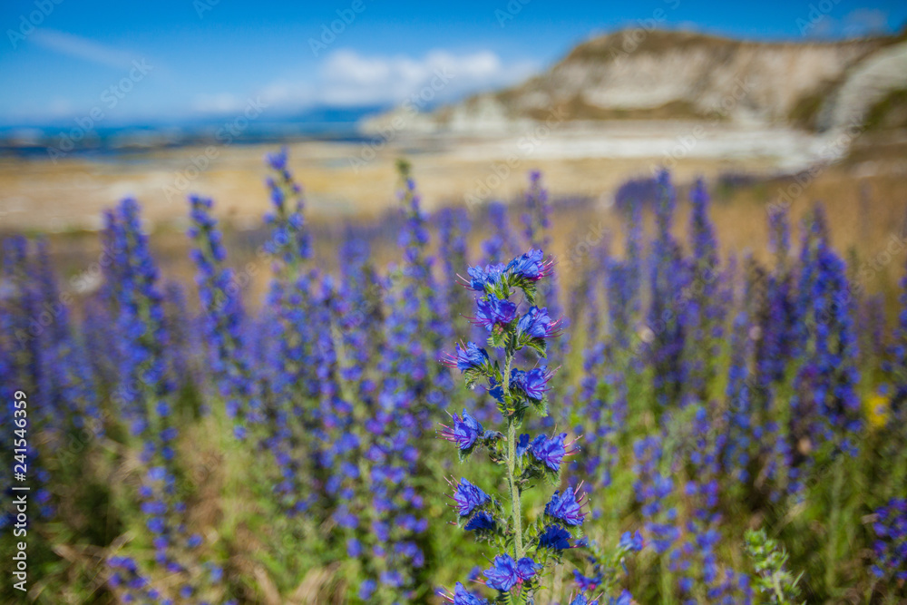 Obraz premium Kaikoura Peninsula Walkway Vegetation