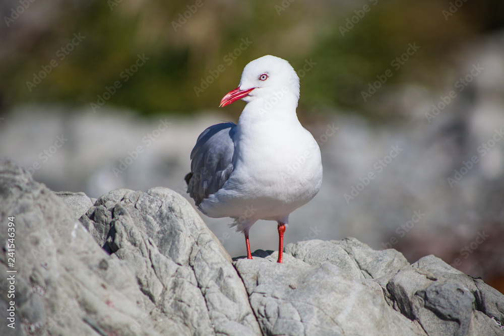 Seagulls in New Zealand Seagulls in New Zealand