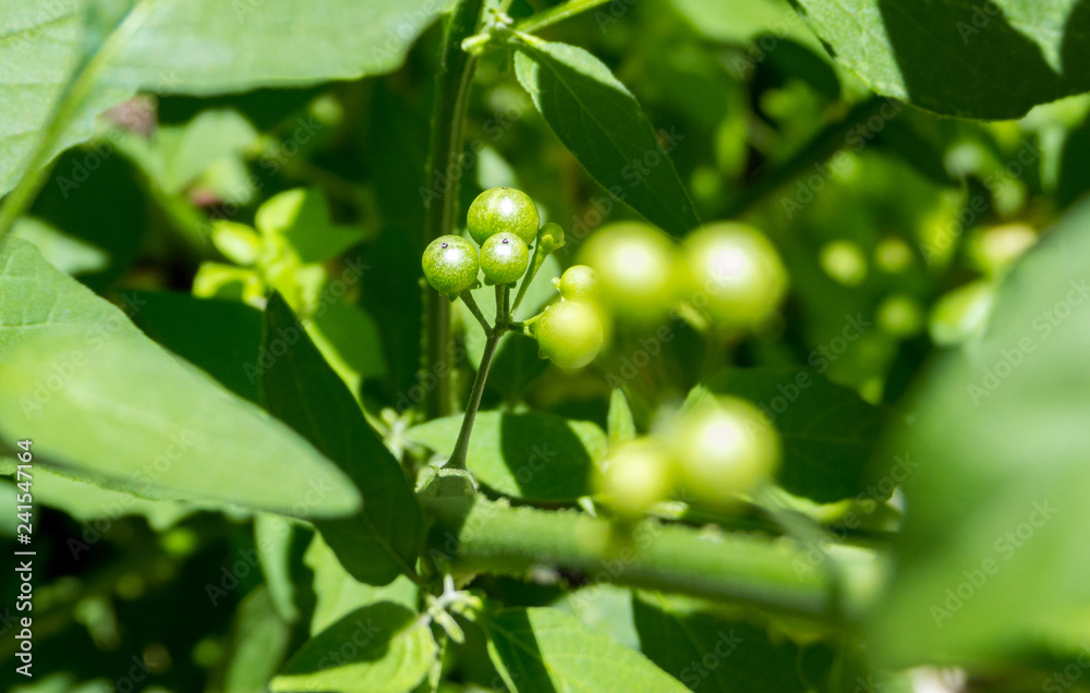 Circular seeds in focus Circular seeds in focus