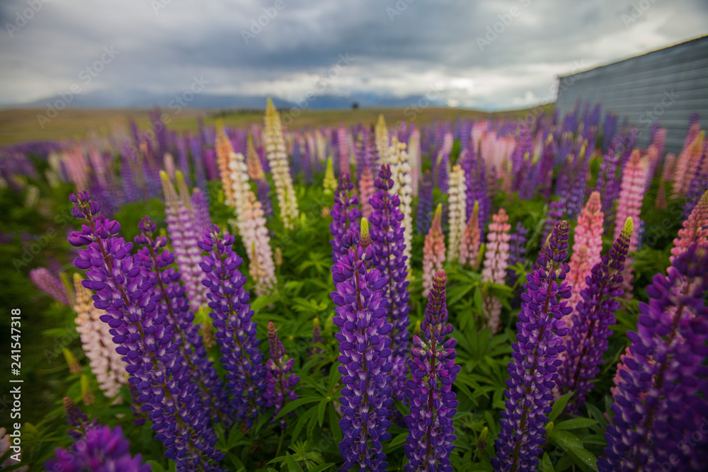 Obraz premium Lupins in New Zealand