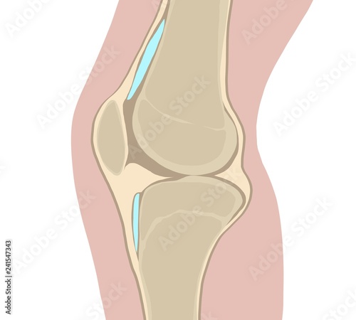 Knee joint 