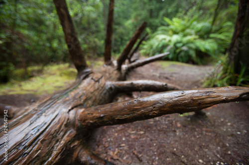 Whakarewarewa Redwood Forest