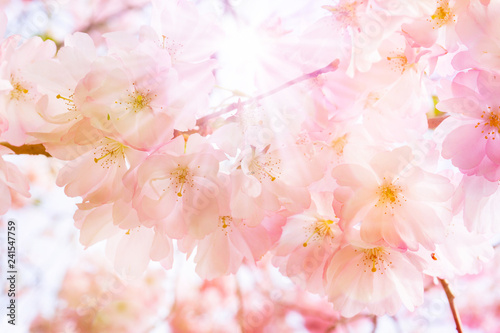 zarte japanische kirschbaumblüten