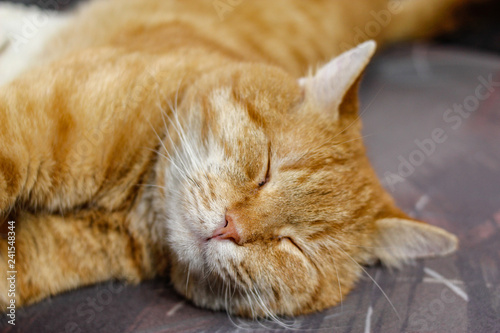 Male yellow tabby cat sleeps on the armchair © Milan