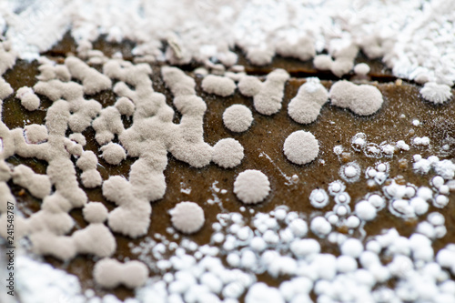 Colony characteristic of Actinomyces, Bacteria, yeast and Mold on selective media from soil samples for study in laboratory microbiology.