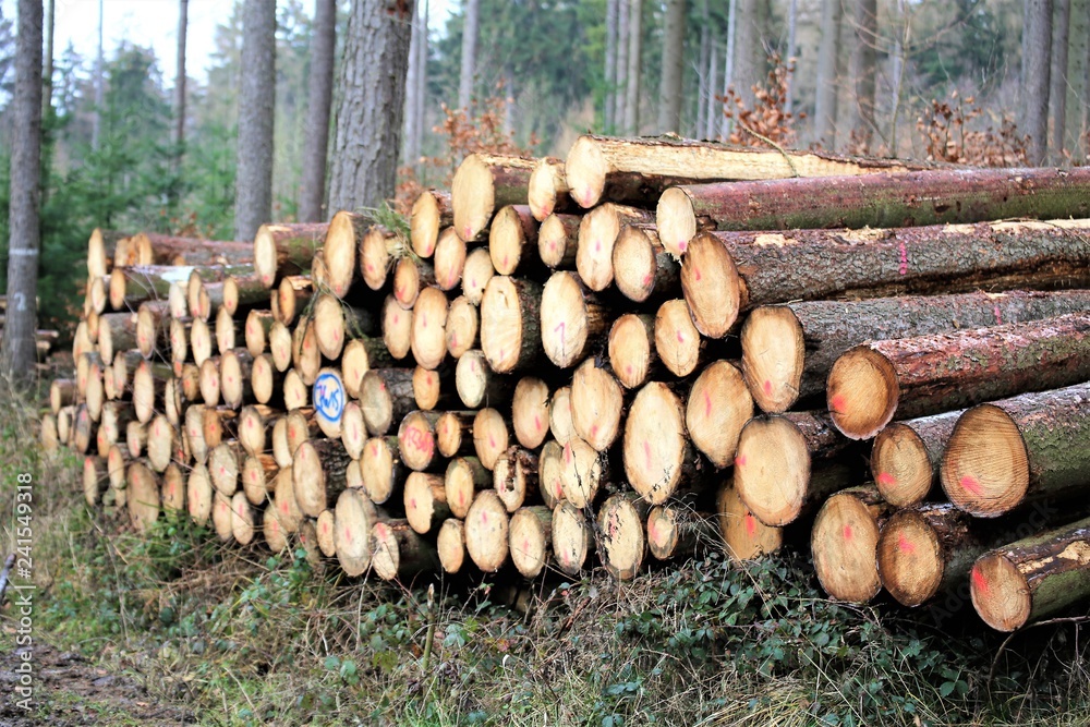 An Image of a forest timber