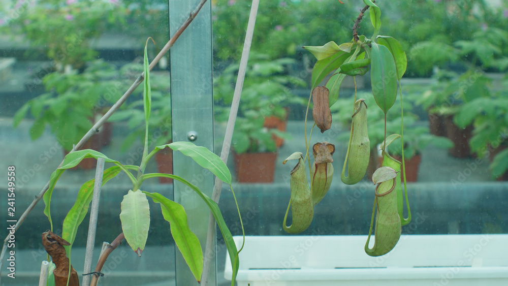 Nepenthes mirabilis, common swamp pitcher plant, tropical carnivorous