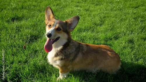 Top shot of corgy dog watching upwards with his tongue out in green park. photo