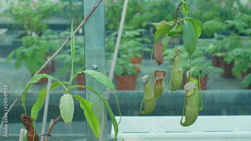 Nepenthes mirabilis, common swamp pitcher plant, tropical carnivorous plant attracting insects into lure with digestive enzyme-containing fluid, upper pitcher, tropical greenhouse cultivation photo