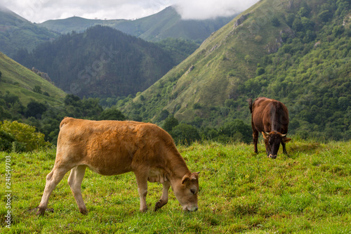 farm cows © Rui Vale de Sousa