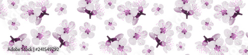 panorama  fresh spring flowers of apricot tree