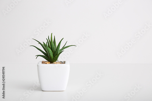 Green plant in pot on white background