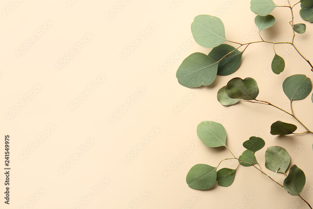 Obraz premium Green eucalyptus branches on color background