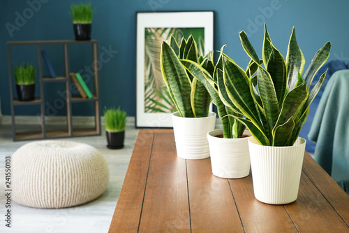 Sansevieria plants on table in modern room
