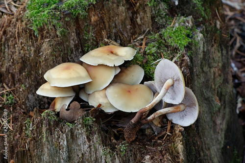 Conifer tuft mushroom, Hypholoma capnoides, an edible wild mushroom from Finland photo