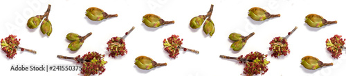 website header bloom buds of birch and maple