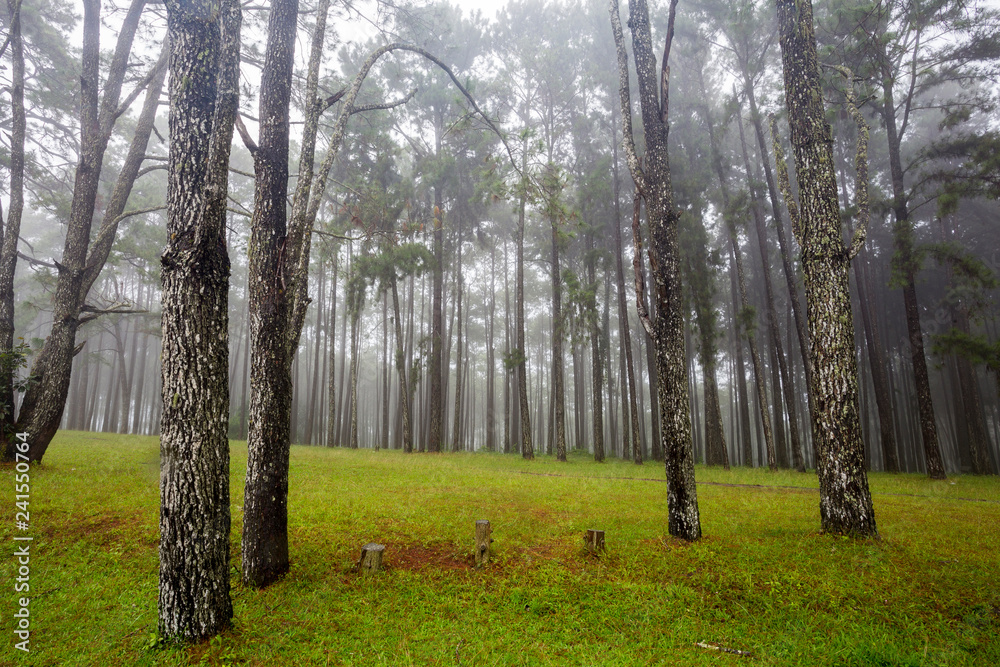Obraz premium Bo Kaew Pine Garden
