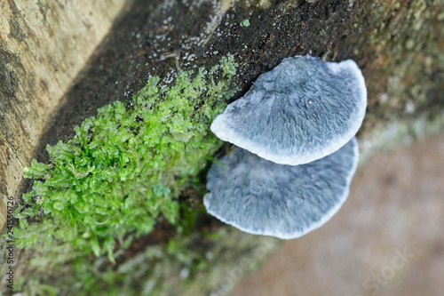 Photos Conifer blueing bracket fungus, Postia caesia