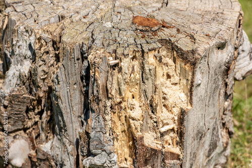 Wood texture of rotten tree trunk, close-up, texture, background