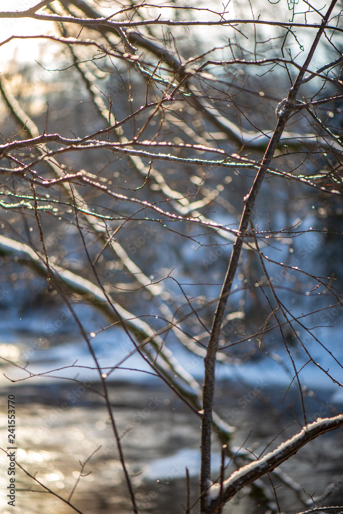 sunny winter day in snowy forest sunny winter day in snowy forest