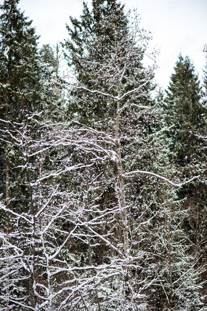 sunny winter day in snowy forest sunny winter day in snowy forest