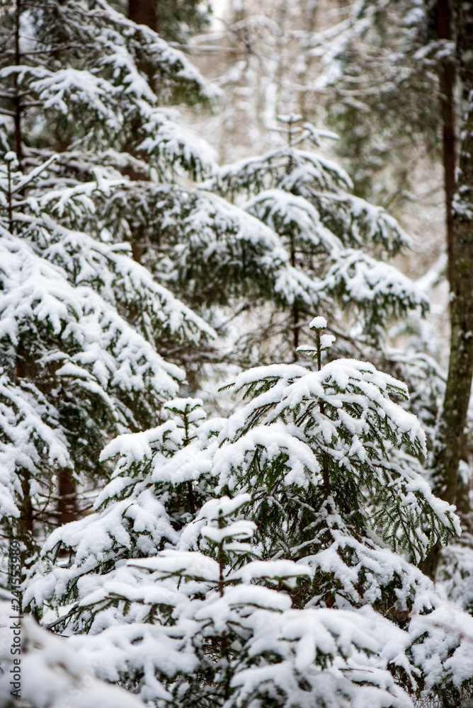 sunny winter day in snowy forest