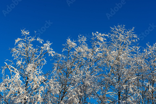 sunny winter day in snowy forest