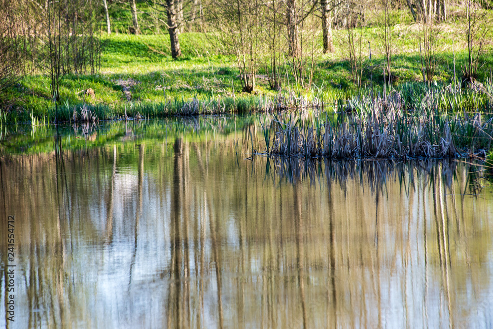 beautiful summer day at the lake, tree reflections in blue water beautiful summer day at the lake, tree reflections in blue water