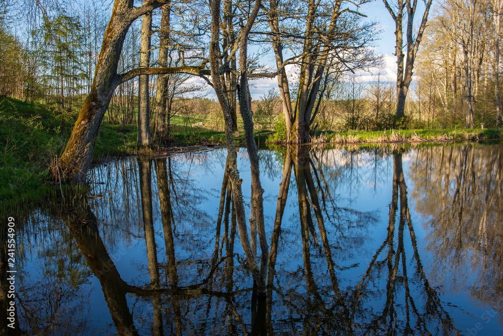 beautiful summer day at the lake, tree reflections in blue water beautiful summer day at the lake, tree reflections in blue water