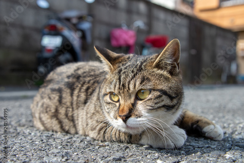 cat in japan