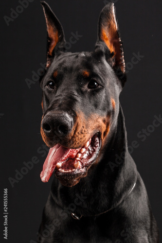 Doberman Pinscher portrait on black. photo