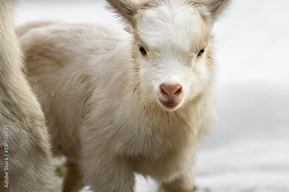 Obraz premium A little goat looks into the camera