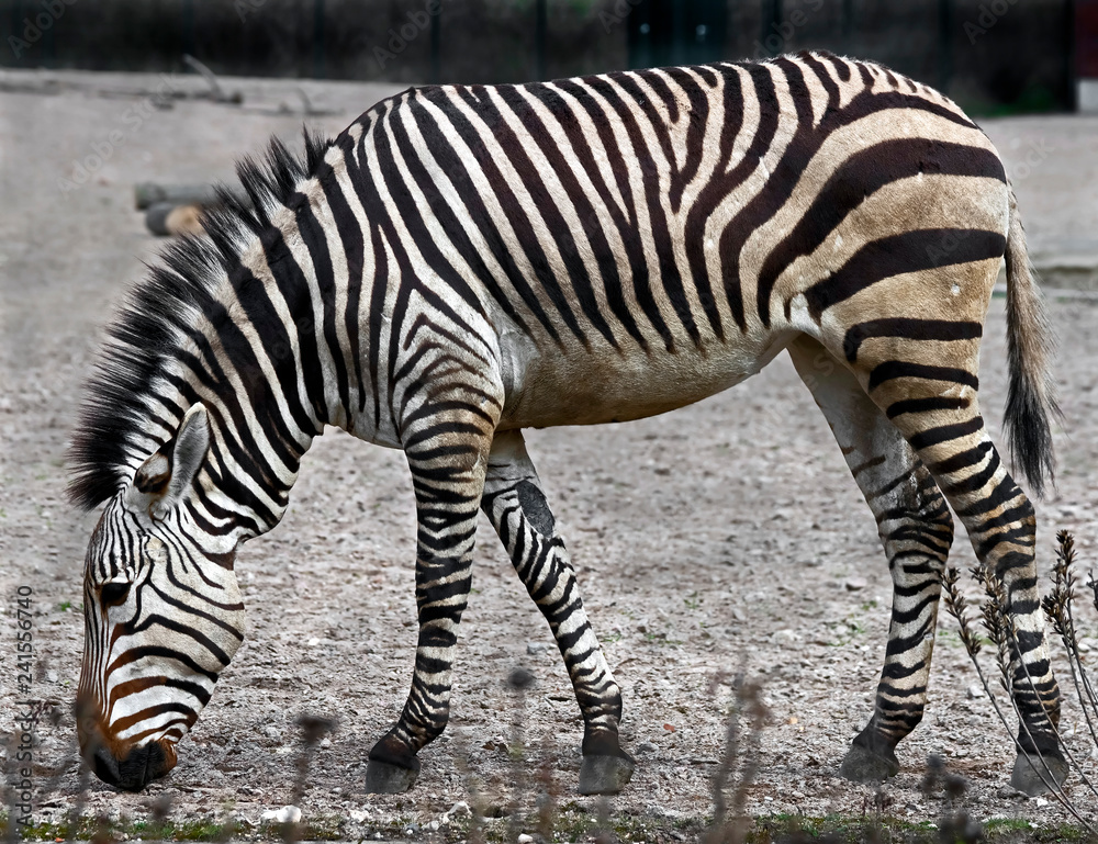 Chapman`s zebra in its enclosure. Latin name - Equus guagga chapmani Chapman`s zebra in its enclosure. Latin name - Equus guagga chapmani