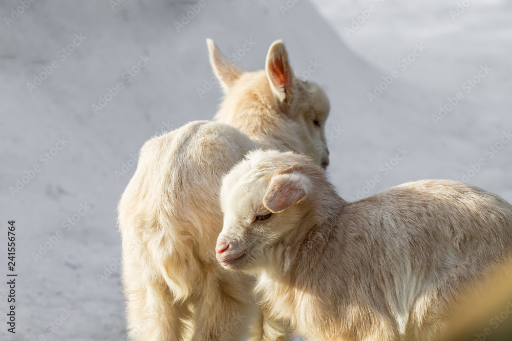 Fototapeta premium Two little goats are standing in the snow
